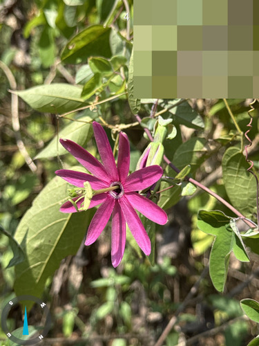 Passiflora reflexiflora, photograph 5