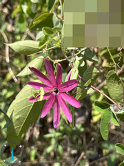Passiflora reflexiflora, photograph (c) Raúl A. Ruiz M., some rights reserved (CC BY)