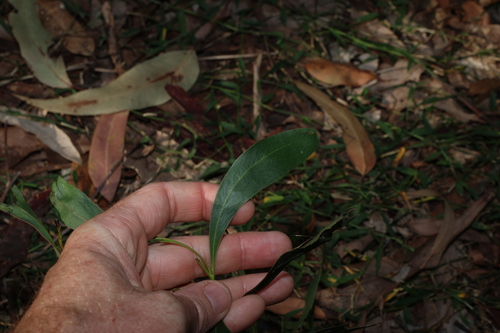 Acacia falcata, photograph 3