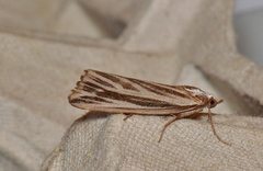 Rhynchopsota delogramma