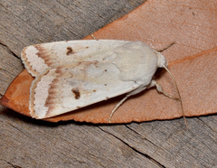 Proteuxoa cyanoloma