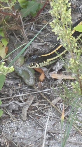 Plains Garter Snake