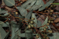 Corymbia trachyphloia