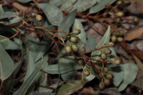 Corymbia trachyphloia, photograph 1
