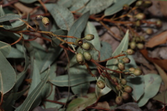 Corymbia trachyphloia, photograph (c) Greg Tasney, some rights reserved (CC BY-SA)