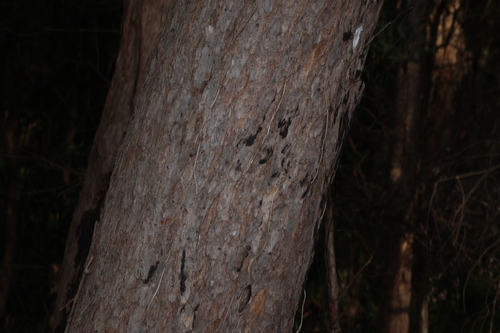 Corymbia trachyphloia, photograph 2