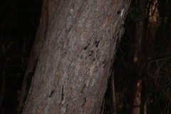 Corymbia trachyphloia, photograph (c) Greg Tasney, some rights reserved (CC BY-SA)