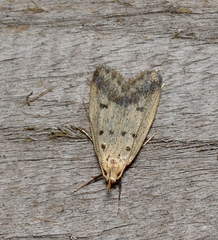 Atheropla decaspila