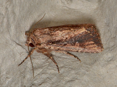Dasygaster ligniplena