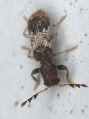 Pelonium leucophaeum