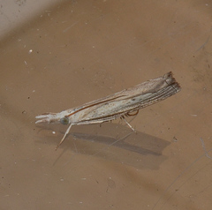 Ptochostola microphaeellus