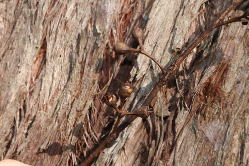 Eucalyptus resinifera, photograph 5