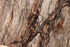Eucalyptus resinifera, photograph (c) Greg Tasney, some rights reserved (CC BY-SA)