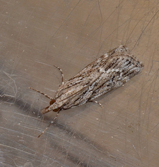 Scoparia plagiotis