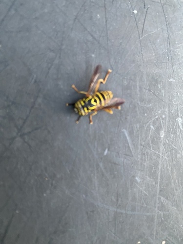 Eastern Hornet Fly