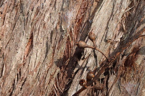 Eucalyptus resinifera, photograph 4