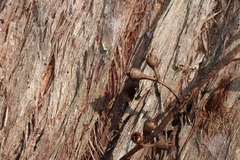 Eucalyptus resinifera, photograph (c) Greg Tasney, some rights reserved (CC BY-SA)