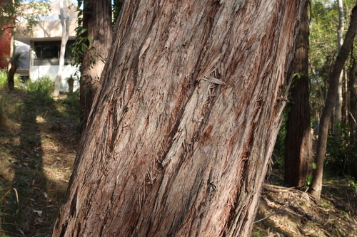 Eucalyptus resinifera, photograph 3