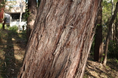 Eucalyptus resinifera, photograph (c) Greg Tasney, some rights reserved (CC BY-SA)