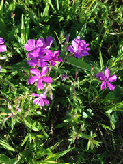 Phlox cuspidata