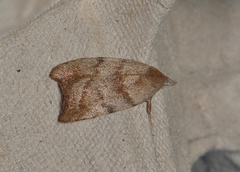 Tortricopsis euryphanella