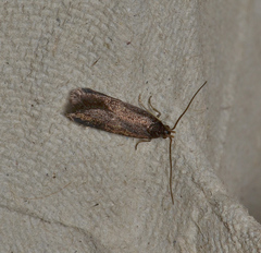 Lecithocera terrigena