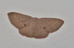 Poecilasthena anthodes