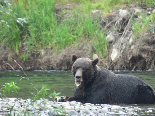 Grizzly Bear sighting near Central Coast