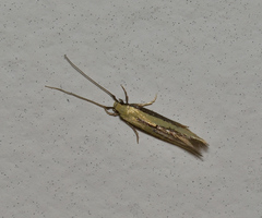 Opogona stenocraspeda