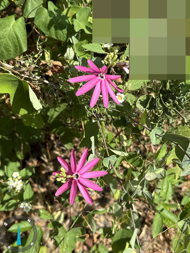Passiflora reflexiflora, photograph 4