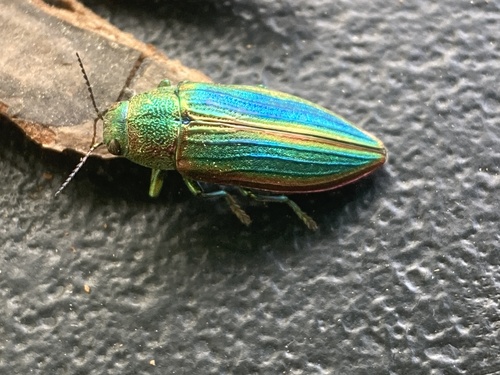iNaturalist observation photo of Golden Buprestid Beetle