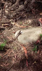 Sceloporus occidentalis