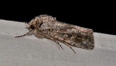 Ectopatria