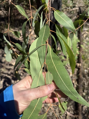 Angophora woodsiana, 2026-09-05