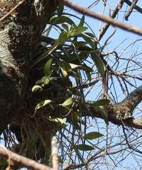 Guarianthe aurantiaca