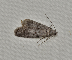 Heteromicta pachytera