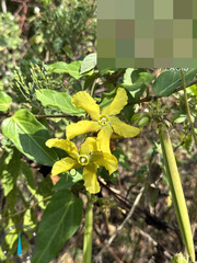 Prestonia mollis, photograph (c) Raúl A. Ruiz M., some rights reserved (CC BY)