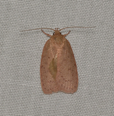 Garrha carnea