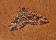 Epyaxa subidaria
