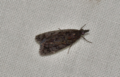 Scoparia anthracias