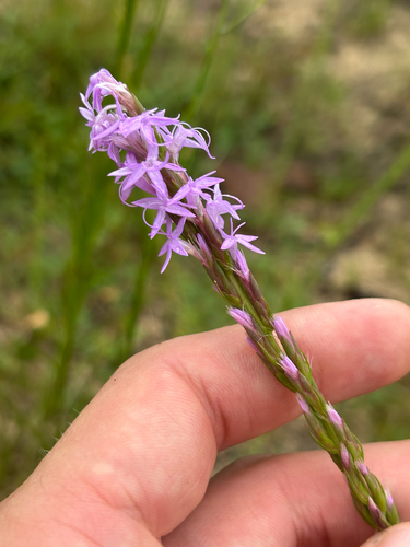Liatris chapmanii, photograph 4