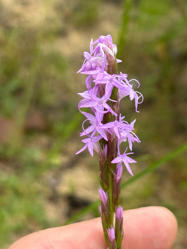 Liatris chapmanii, photograph 3