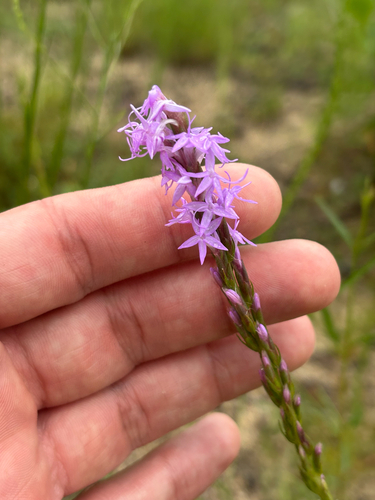 Liatris chapmanii, photograph 5