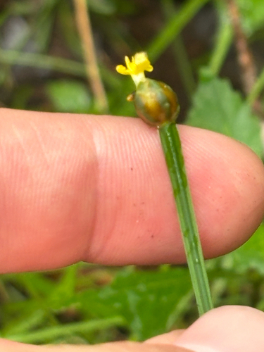 Xyris difformis, photograph 2