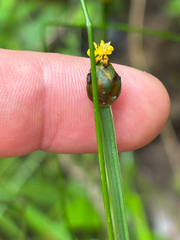 Xyris difformis