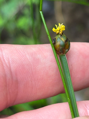 Xyris difformis, photograph author not stated, no rights reserved