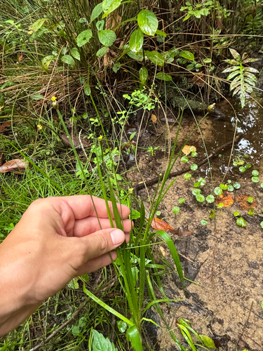Xyris difformis, photograph 5
