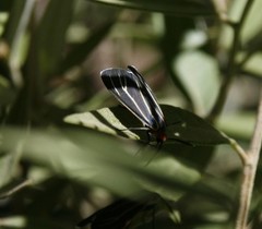 Ctenucha venosa