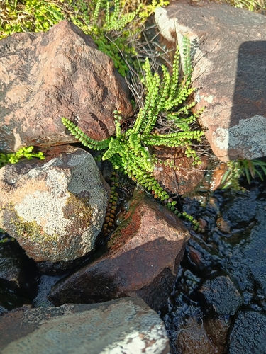 Cheilanthes micropteris