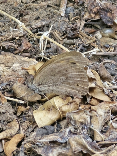 Meadow Brown